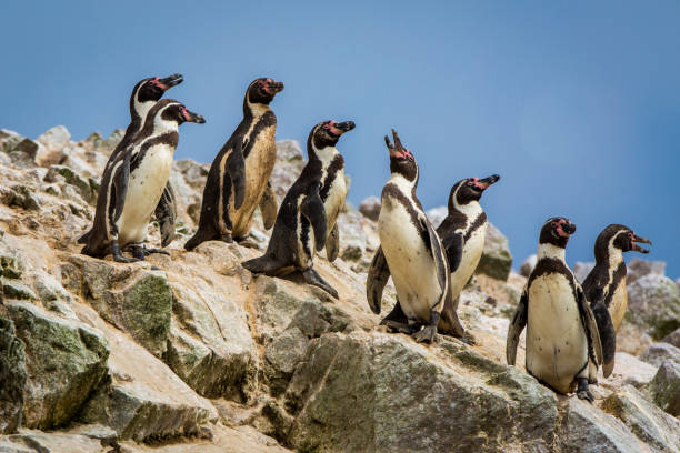 Peruvian penguins on Ballestas Islands in the Pacific Ocean.
